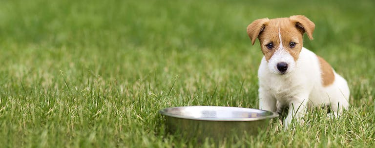 How to Train a Puppy to Ask Permission How to Train a Puppy to Ask Permission